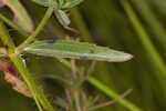 Yellow meadowbeauty